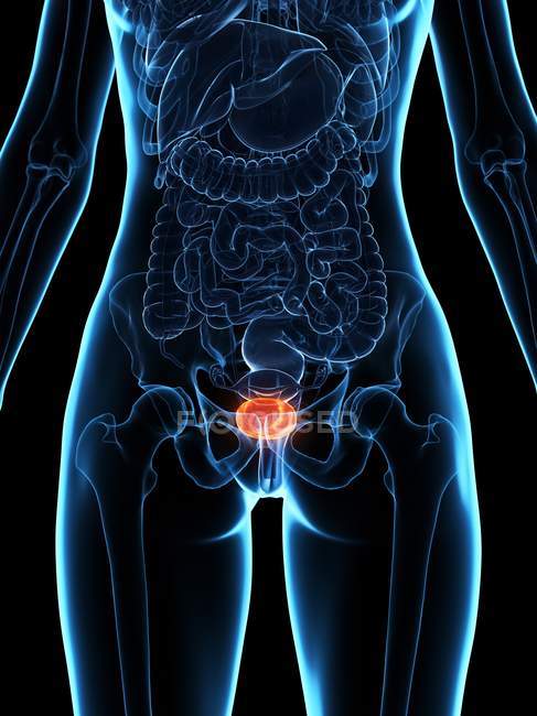 Хвороба сечовий міхур в прозорій моделі жіночого тіла, концептуальне зображення. — стокове фото