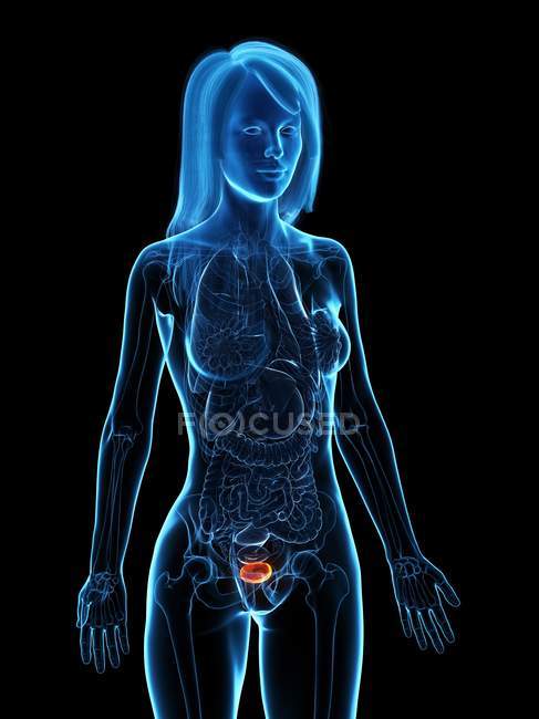 Хвороба сечовий міхур в прозорій моделі жіночого тіла, концептуальне зображення. — стокове фото