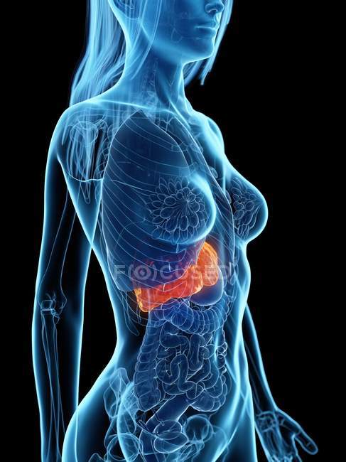 Anatomia femminile con fegato malato evidenziato, illustrazione al computer
. — Foto stock