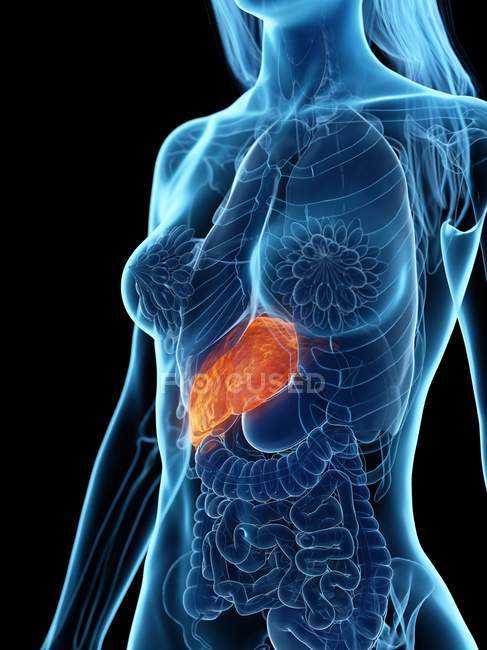 Жіноча анатомія з підсвіченою хворою печінкою, комп'ютерна ілюстрація . — стокове фото