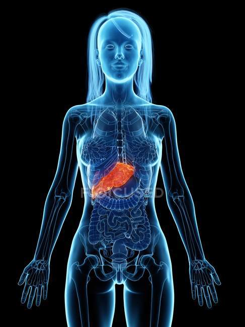 Anatomía femenina con hígado enfermo resaltado, ilustración por computadora
. - foto de stock