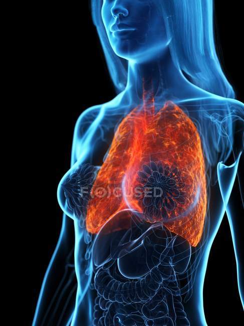 Polmoni malati in corpo femminile trasparente su sfondo nero, illustrazione al computer
. — Foto stock