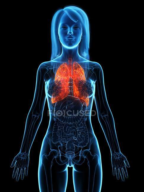 Poumons malades dans un corps féminin transparent sur fond noir, illustration par ordinateur
. — Photo de stock