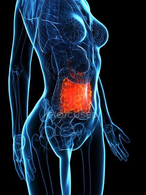 Diseased small intestine in female body transparent silhouette on black background, digital illustration. — Stock Photo