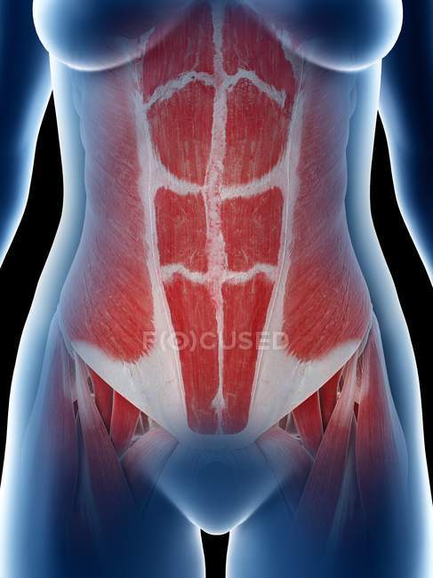 Female abdominal muscles, computer illustration — Stock Photo