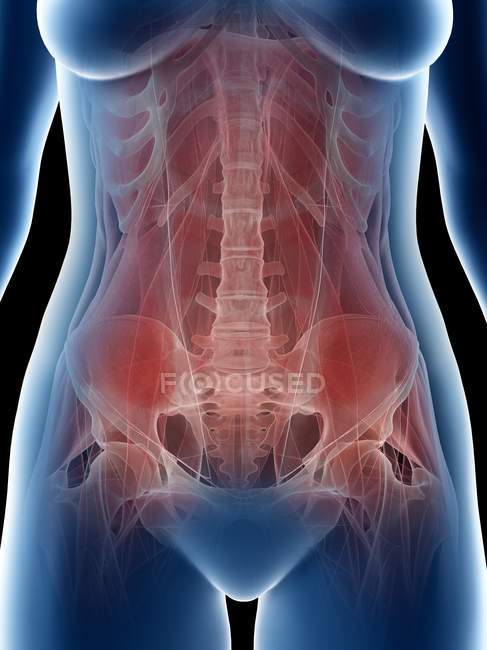 Músculos abdominales femeninos y estructura ósea, ilustración por computadora - foto de stock