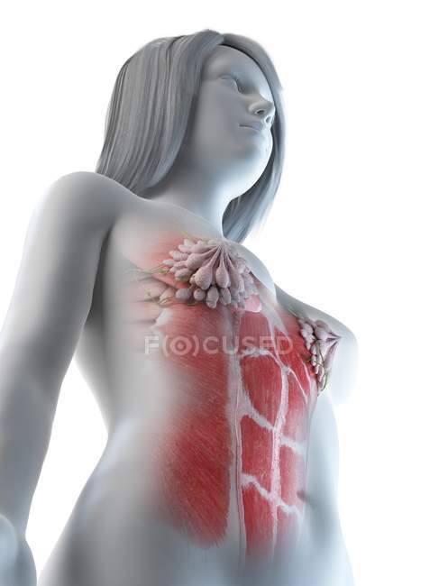 Muscles abdominaux féminins et glandes mammaires, illustration par ordinateur — Photo de stock