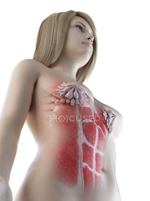 Músculos abdominales femeninos y glándulas mamarias, ilustración por computadora - foto de stock