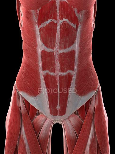 Músculos abdominales femeninos, ilustración por computadora - foto de stock