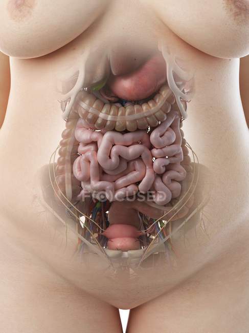 Organes abdominaux féminins, section médiane, illustration numérique
. — Photo de stock