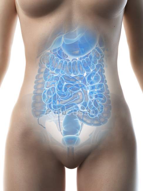 Жіночі органи черевної порожнини, середній розтин, цифрова ілюстрація . — стокове фото