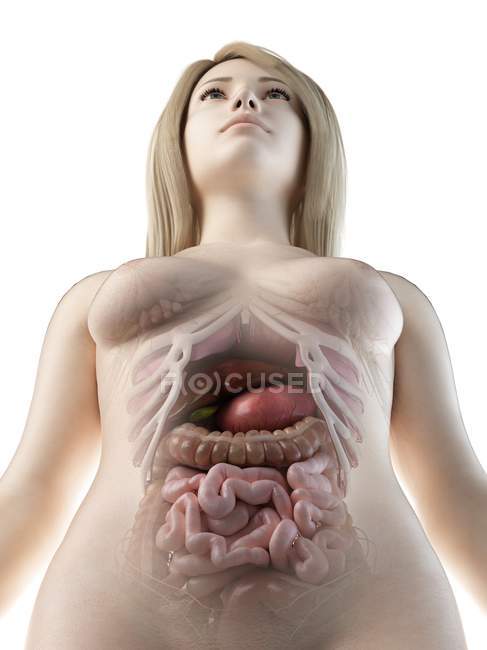Órgãos abdominais femininos, ilustração computacional . — Fotografia de Stock