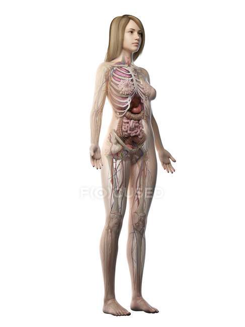 Modèle corporel réaliste montrant l'anatomie féminine sur fond blanc, illustration par ordinateur . — Photo de stock