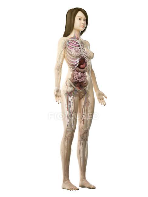 Modelo de cuerpo realista que muestra la anatomía femenina sobre fondo blanco, ilustración por computadora
. - foto de stock