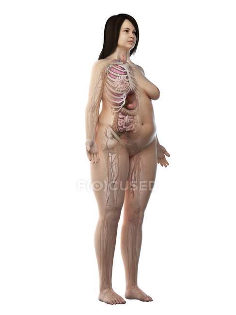 Modelo de cuerpo obeso realista que muestra la anatomía femenina sobre fondo blanco, ilustración por computadora
. - foto de stock
