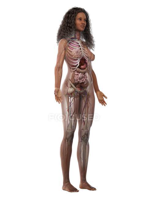Реалистичная модель тела с женской анатомией на белом фоне, компьютерная иллюстрация . — стоковое фото