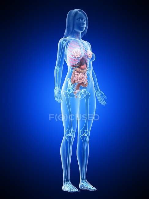 Modelo de cuerpo realista que muestra la anatomía femenina sobre fondo azul, ilustración por computadora
. - foto de stock