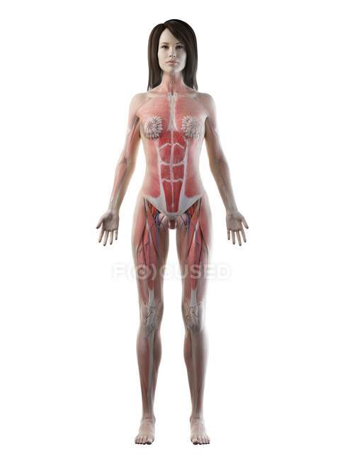 Реалістична модель тіла, що показує жіночу анатомію м'язів, молочних залоз і кровоносних судин, комп'ютерна ілюстрація. — стокове фото