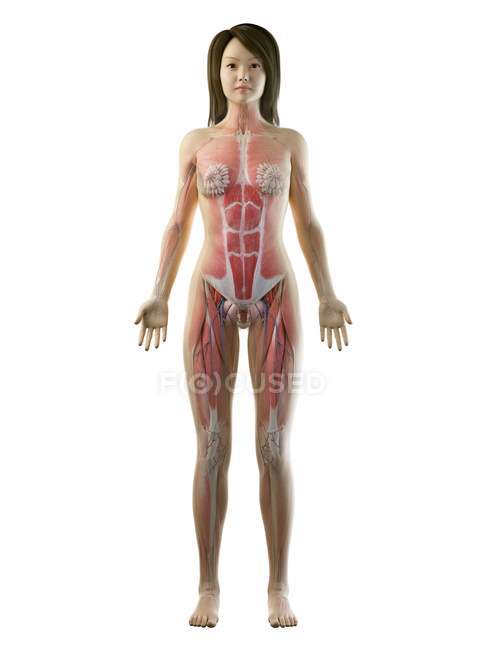 Modelo realista del cuerpo que muestra la anatomía femenina de los músculos, las glándulas mamarias y los vasos sanguíneos, ilustración por computadora . - foto de stock