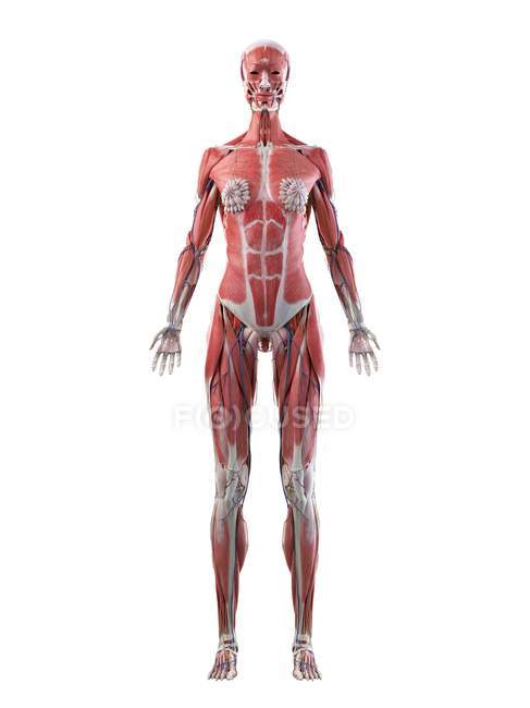 Modelo realista del cuerpo que muestra la anatomía femenina de los músculos, las glándulas mamarias y los vasos sanguíneos, ilustración por computadora . - foto de stock