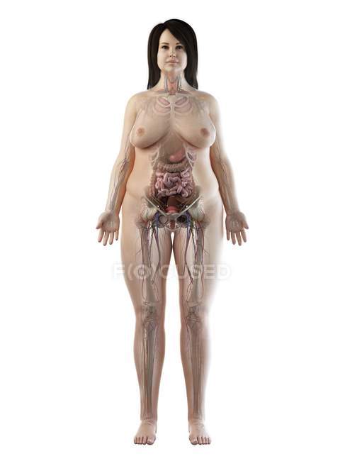3D-Anatomiemodell zur Darstellung der weiblichen Anatomie und der inneren Organe im fettleibigen Körper in der Frontansicht, Computerillustration. — Stockfoto