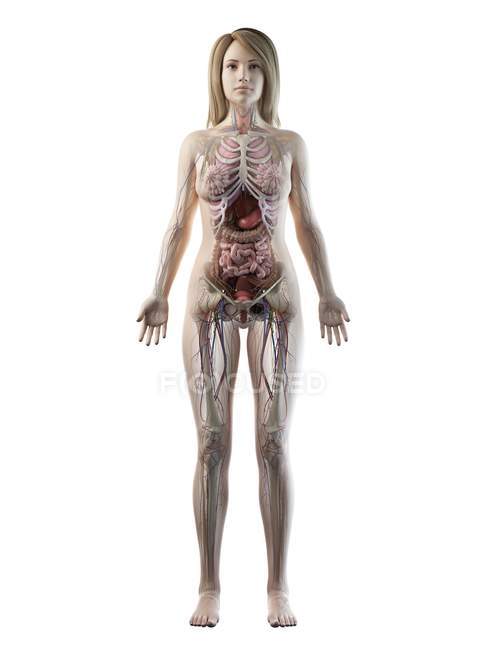 3d modelo anatômico demonstrando anatomia feminina e órgãos internos na visão frontal, ilustração computacional . — Fotografia de Stock