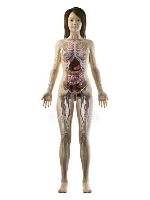 3D-Anatomiemodell zur Darstellung der weiblichen Anatomie und der inneren Organe in der Frontansicht, Computerillustration. — Stockfoto