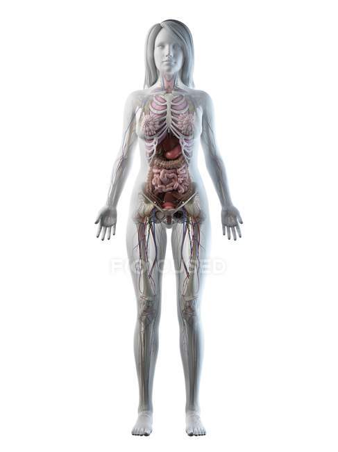 3D анатомічна модель, що демонструє жіночу анатомію та внутрішні органи спереду, комп'ютерна ілюстрація . — стокове фото