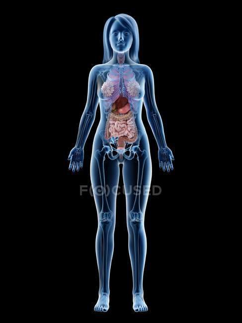 3D-Anatomiemodell zur Darstellung der weiblichen Anatomie und der inneren Organe in der Frontansicht, Computerillustration. — Stockfoto