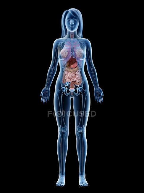 Anatomy Of Internal Organs Female - Female Reproductive System Everyday