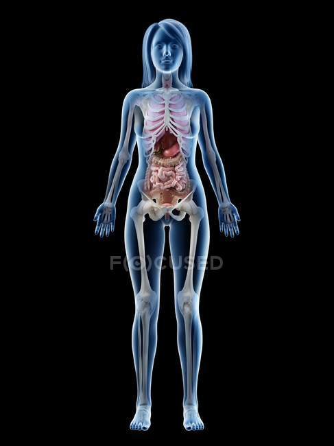 3D анатомічна модель, що демонструє жіночу анатомію та внутрішні органи спереду, комп'ютерна ілюстрація . — стокове фото