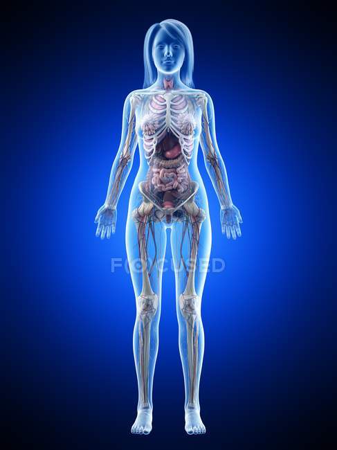 Modello anatomico 3d che dimostra l'anatomia femminile e gli organi interni in vista frontale, illustrazione al computer . — Foto stock