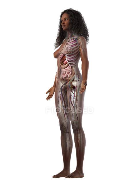 Modelo de cuerpo realista que muestra la anatomía femenina sobre fondo blanco, ilustración por computadora
. — Stock Photo