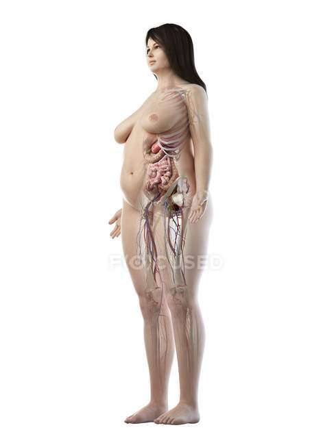 Реалистичная модель тела с избыточным весом, показывающая женскую анатомию на белом фоне, компьютерная иллюстрация . — стоковое фото