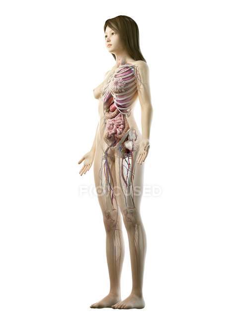 Realistisches Körpermodell mit weiblicher Anatomie auf weißem Hintergrund, Computerillustration. — Stockfoto