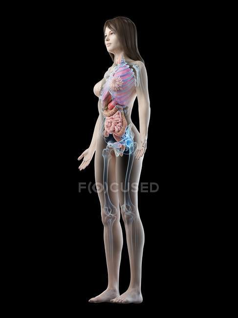 Modelo de cuerpo realista que muestra la anatomía femenina sobre fondo negro, ilustración por computadora
. - foto de stock