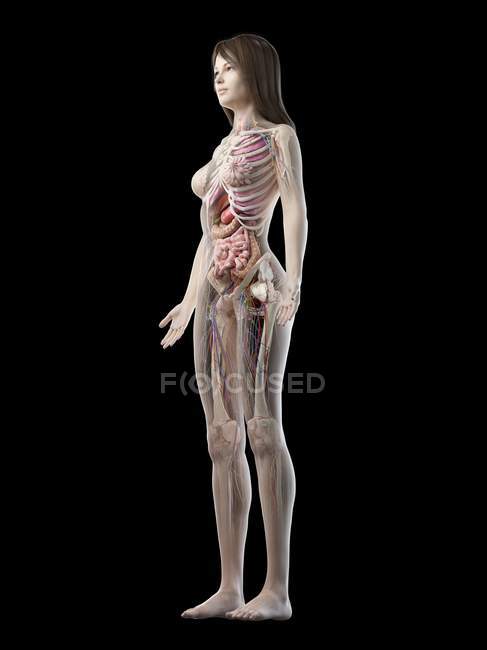 Realistisches Körpermodell mit weiblicher Anatomie auf schwarzem Hintergrund, Computerillustration. — Stockfoto