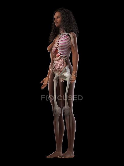Реалістична модель тіла, що показує жіночу анатомію на чорному тлі, комп'ютерна ілюстрація . — стокове фото