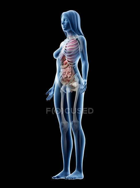 Реалистичная модель тела, показывающая женскую анатомию на черном фоне, компьютерная иллюстрация . — стоковое фото