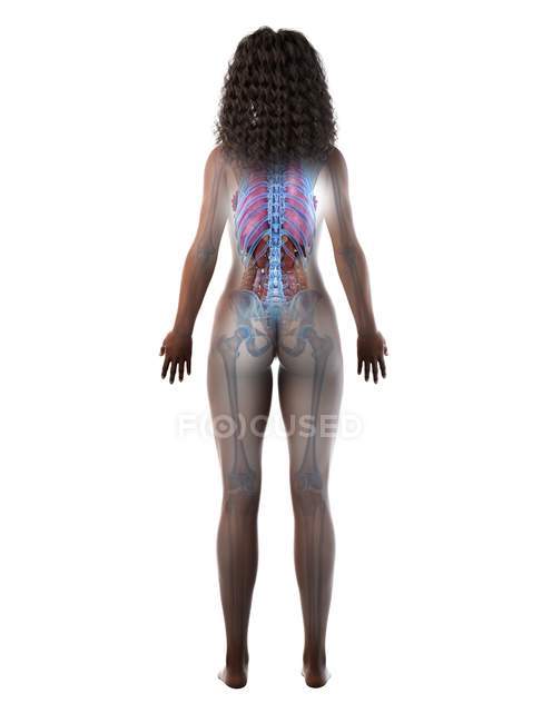 Modelo anatómico 3d que demuestra la anatomía femenina en la vista posterior, ilustración por computadora . - foto de stock