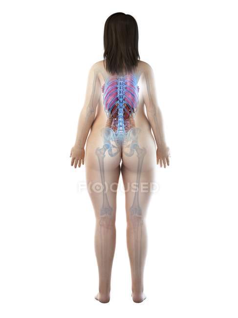 Modèle anatomique 3D démontrant l'anatomie féminine dans le corps obèse en vue arrière, illustration par ordinateur . — Photo de stock