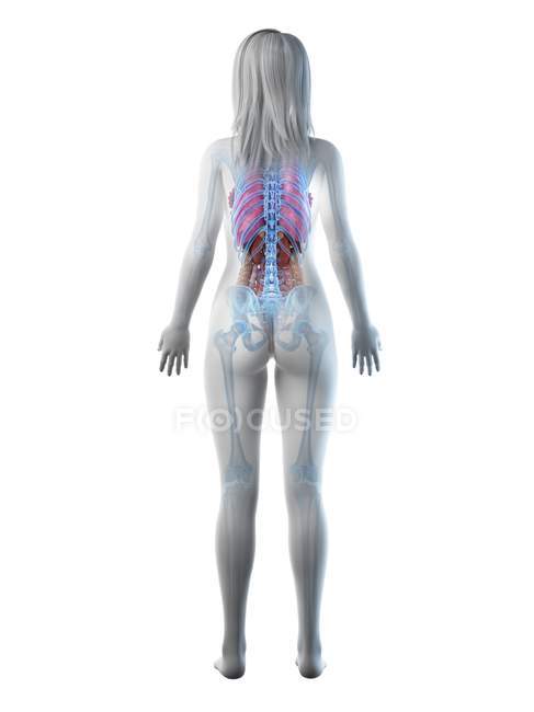 Modelo anatómico 3d que demuestra la anatomía femenina en la vista posterior, ilustración por computadora
. - foto de stock