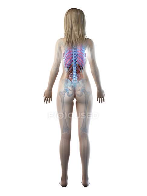 3D-Anatomiemodell zur Darstellung der weiblichen Anatomie in der Rückansicht, Computerillustration. — Stockfoto