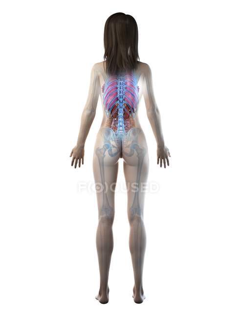 3d modelo anatômico demonstrando anatomia feminina na visão traseira, ilustração computacional . — Fotografia de Stock
