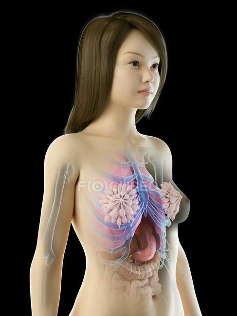 Modello anatomico 3d che mostra gli organi interni nell'anatomia femminile, illustrazione al computer
. — Foto stock