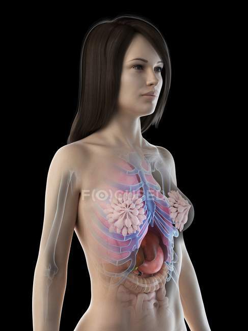 3d modelo anatómico que muestra órganos internos en la anatomía femenina, ilustración por ordenador . - foto de stock