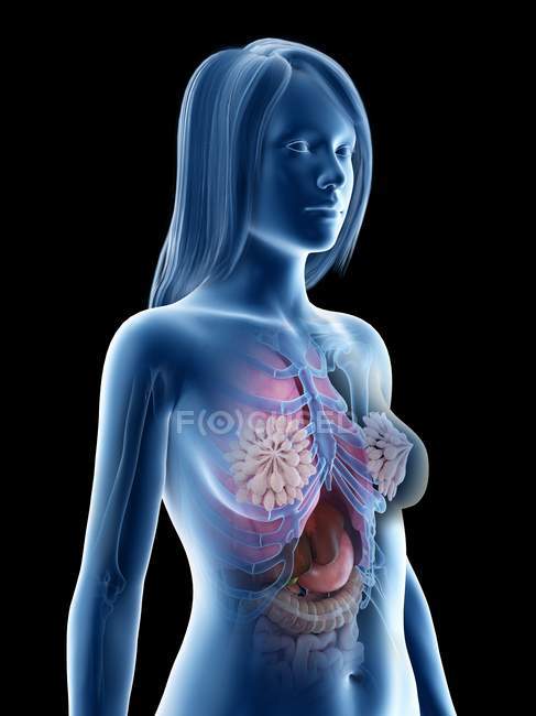 3D анатомічна модель, що показує внутрішні органи в жіночій анатомії, комп'ютерна ілюстрація . — стокове фото