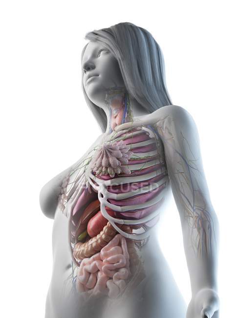 Vista de bajo ángulo del modelo anatómico que muestra la anatomía femenina y los órganos internos, ilustración por computadora . - foto de stock