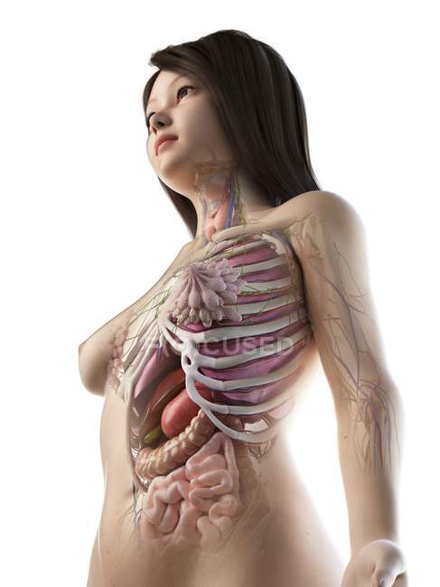 Низкий угол обзора анатомической модели, показывающей женскую анатомию и внутренние органы, компьютерная иллюстрация
. — стоковое фото