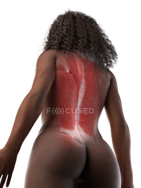 Músculos femeninos de la espalda, vista de ángulo bajo, ilustración por computadora - foto de stock